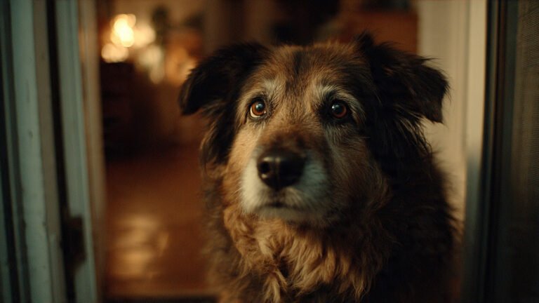 Anxious dog with separation anxiety